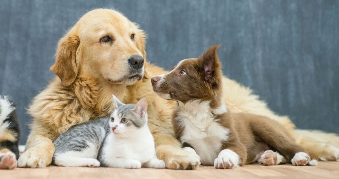 Best Pet Care Brands For November 2023